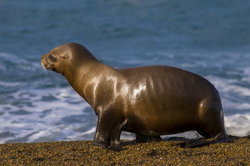 Obraz premium Sea Lion, Patagonia , Argentina