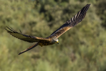 red kite, milvus milvus