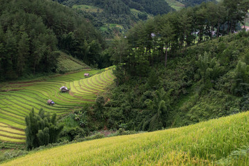 Fototapeta na wymiar Mu Chang Chai rice terraced