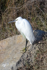 aigrette sur rocher