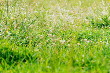 Close-up meadow of white shamrocks flowered with sunlight