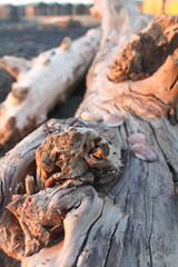 seashell on a wooden dead tree