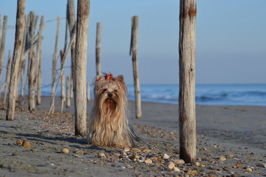 yorkshire terrier assis sur plage