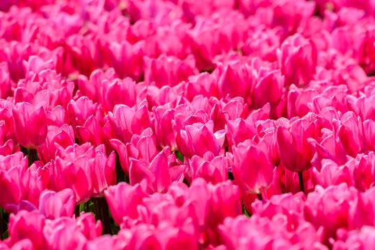 Tulips