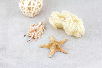 SPA objects. Starfish, seashell and sea sponge.
