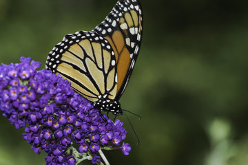 Monarch Butterfly