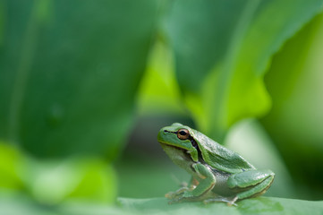 European green tree frog on green background