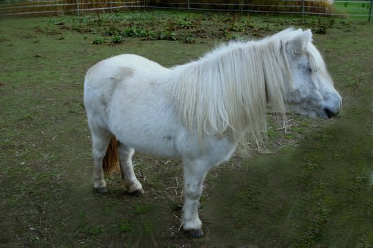 wei&szlig;es Pony /s mit langer M&auml;hne