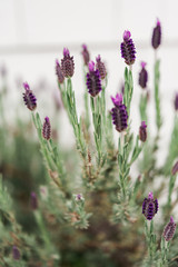 Detail of a flowering blooming lavender plant with purple flowers growing against a white shingle wall