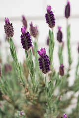 Fototapeta premium Detail of a flowering blooming lavender plant with purple flowers growing against a white shingle wall