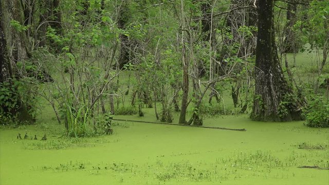 Pan across green swamp at Cypress Island Preserve in Louisiana