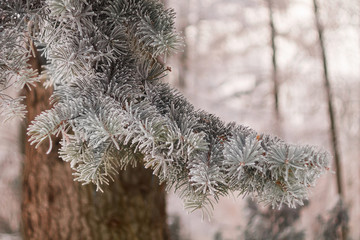 Winter background. Beautiful pine branches covered with frost.