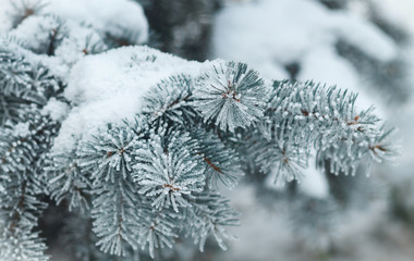 Winter background. Beautiful pine branches covered with frost.