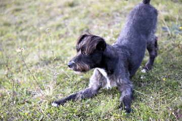Happy adopted balck dog 