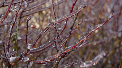 plant under the ice, berries under snow, winter landscape