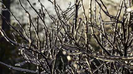 plant under the ice, berries under snow, winter landscape
