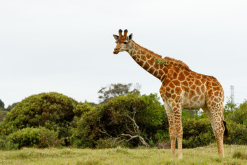Giraffe with a leaf stuck on his neck