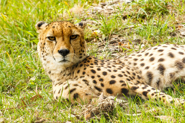 Fototapeta premium Cheetah lifting his head