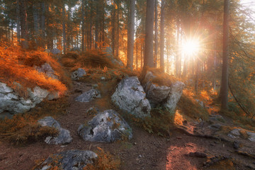 Autumn colors sunny morning woodland