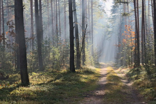 Fototapeta Mgła w lesie.