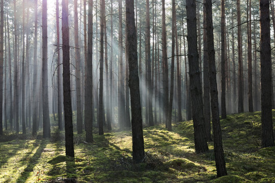 Fototapeta Mgła w lesie.