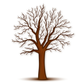 Tree without leaves vector