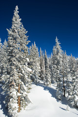 winter wonder land snow covered fir trees on mountainside with clear blue sky background