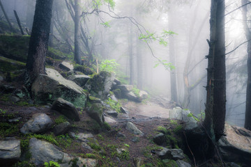 Rocky path through old foggy forest