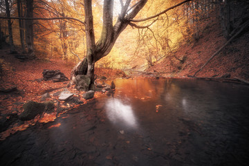 Small creek at autumn colors forest