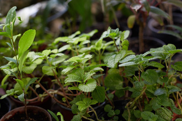 Tropical leaves in botanical garden, beautiful green background