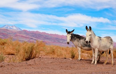 Donkeys standing on the side of the road in the Atacama desert with a mountain range in the background and a blue sky with clouds close to San Pedro de Atacama in Chile, South America