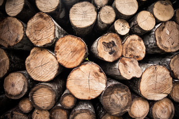 Fire woods background