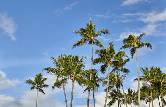 Tropical island palm trees and blue sky with clouds