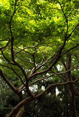 Baum