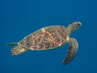 Obraz premium Green sea turtle in blue sea water, tropical tortoise swimming underwater