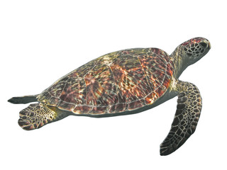Green sea turtle isolated, tropical tortoise on white