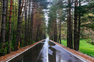 the wet Forest road