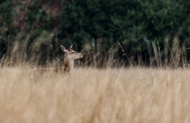 Deer in Bushy Park