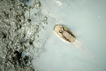 mudskipper or amphibious fish