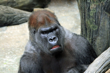 Fototapeta premium Gorilla