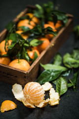 hand picked ripe tangerines