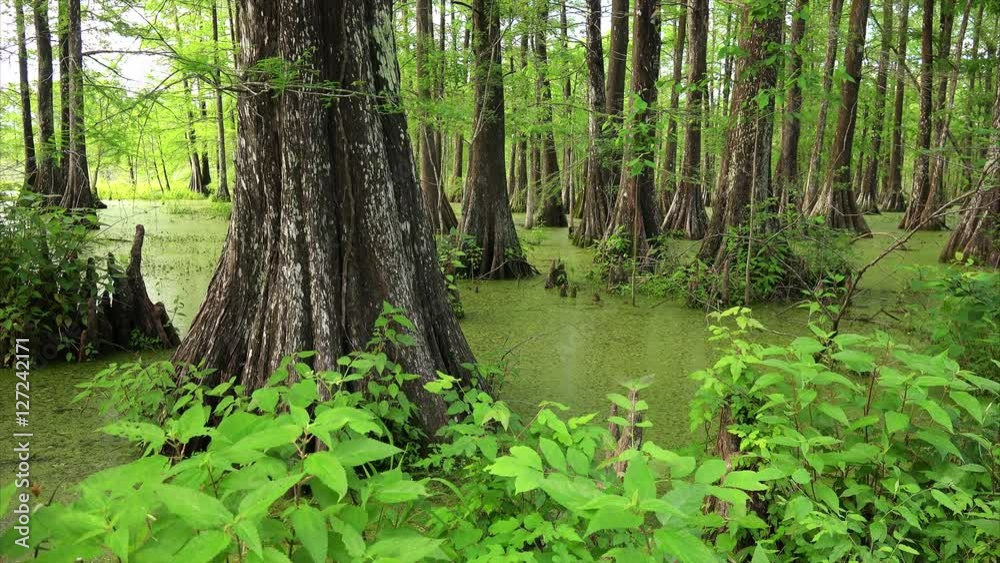 Poster louisiana swamp filled with cypress trees at cypress island preserve