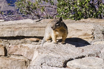 Squirrel Standing on Stone