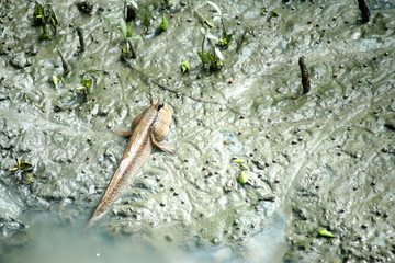 mudskipper or amphibious fish