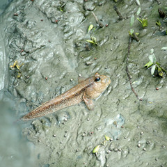 mudskipper or amphibious fish