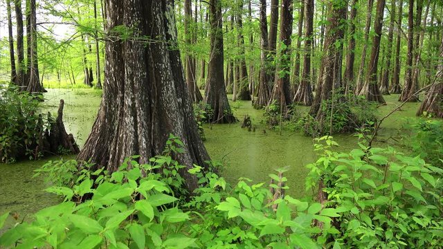 Louisiana swamp filled with Cypress Trees at Cypress Island Preserve