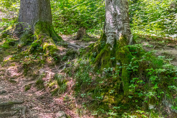 Temperate rainforest