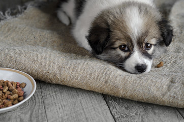 little puppy is lying on the sacking, next to a plate of food.