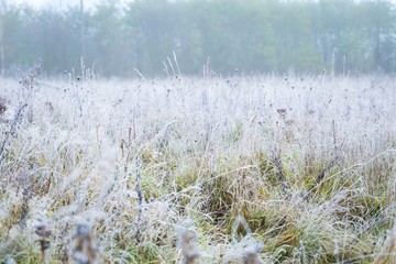 Hoarfrost on plant
