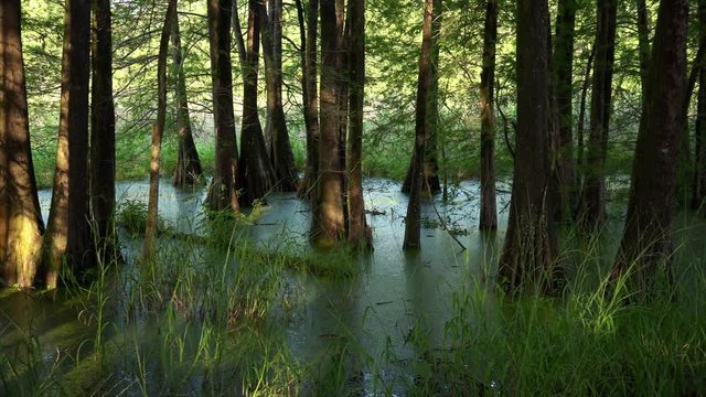 Bald Cypress Trees in swamp at Cypress Island Preserve in Louisiana